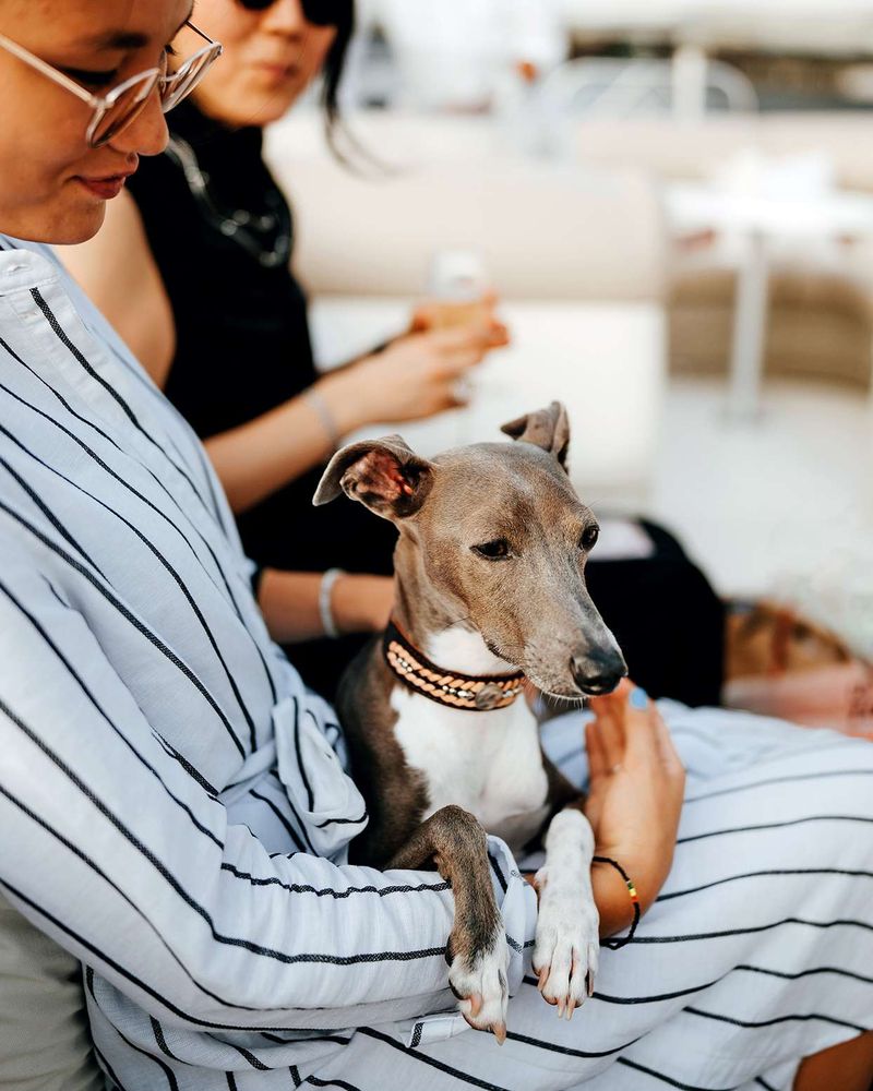 16 Lap Dog Breeds Perfect for a Cozy Night on the Couch