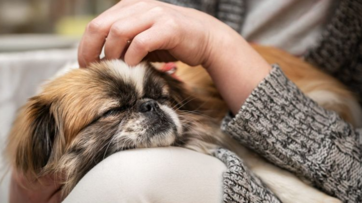 16 Lap Dog Breeds Perfect for a Cozy Night on the Couch