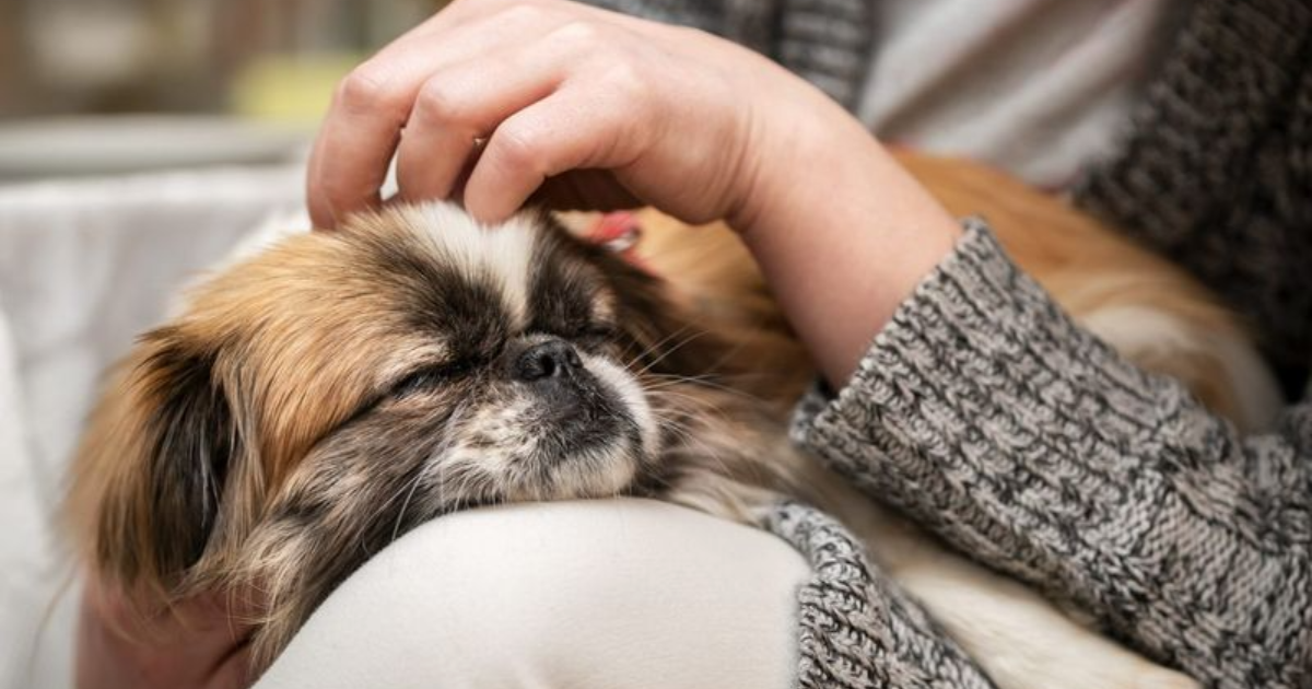 16 Lap Dog Breeds Perfect for a Cozy Night on the Couch