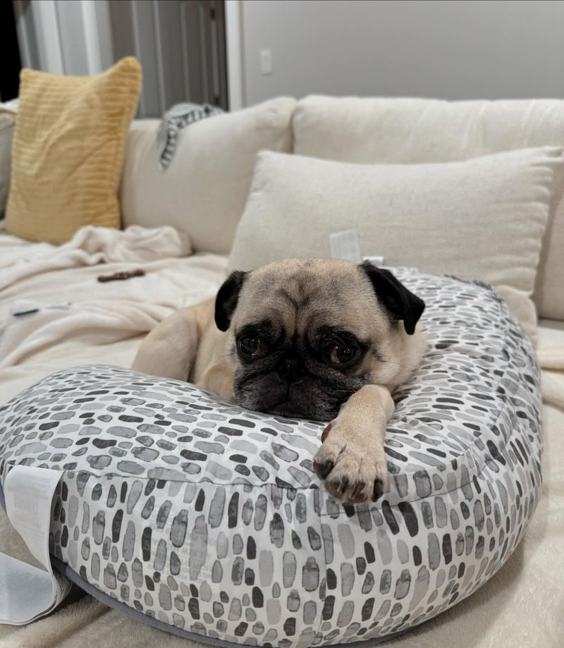 16 Lovable Dog Breeds That Will Turn Your Bed into Their Personal Throne