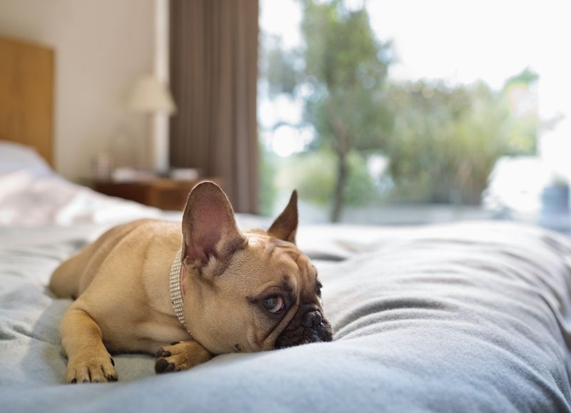 16 Lovable Dog Breeds That Will Turn Your Bed into Their Personal Throne