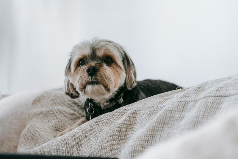 16 Lovable Dog Breeds That Will Turn Your Bed into Their Personal Throne