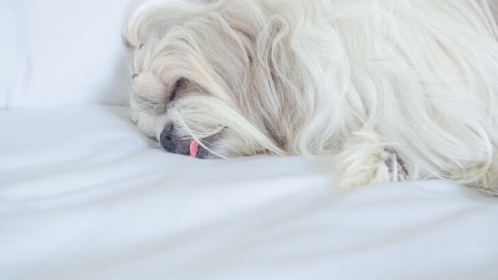 16 Lovable Dog Breeds That Will Turn Your Bed into Their Personal Throne