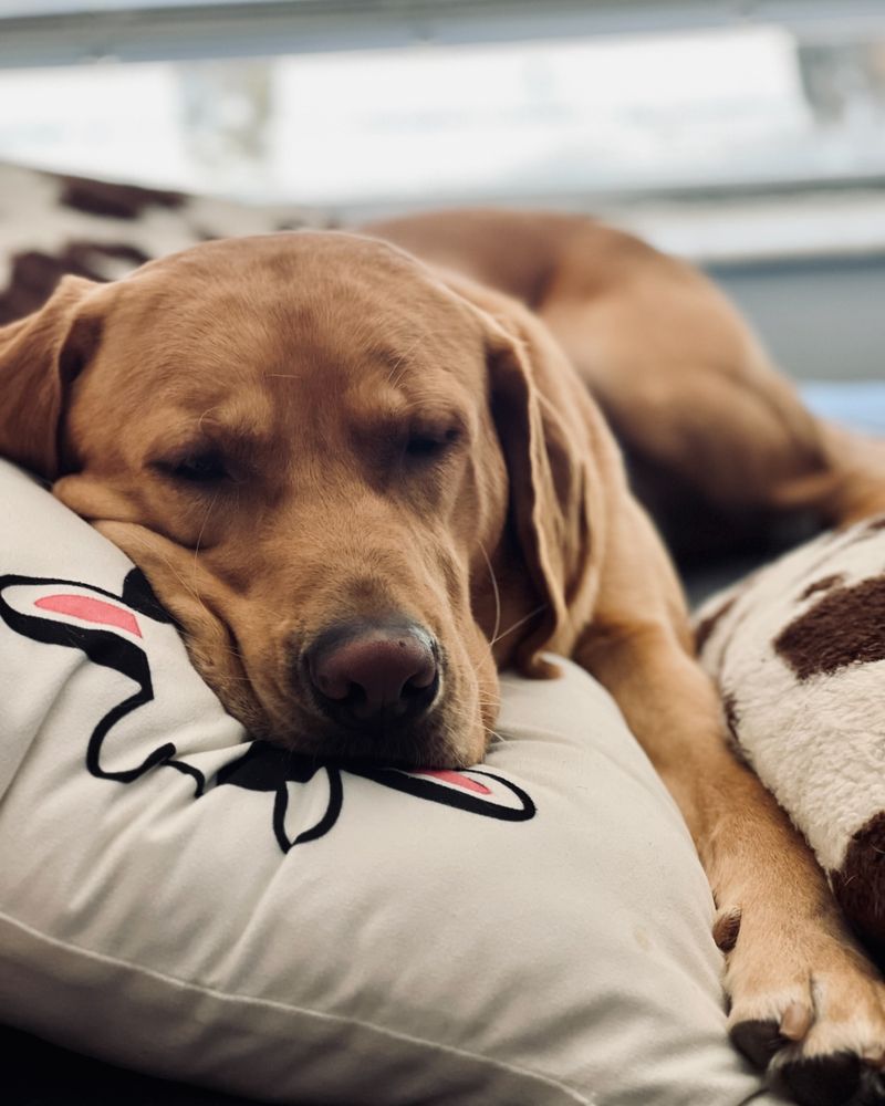 16 Lovable Dog Breeds That Will Turn Your Bed into Their Personal Throne