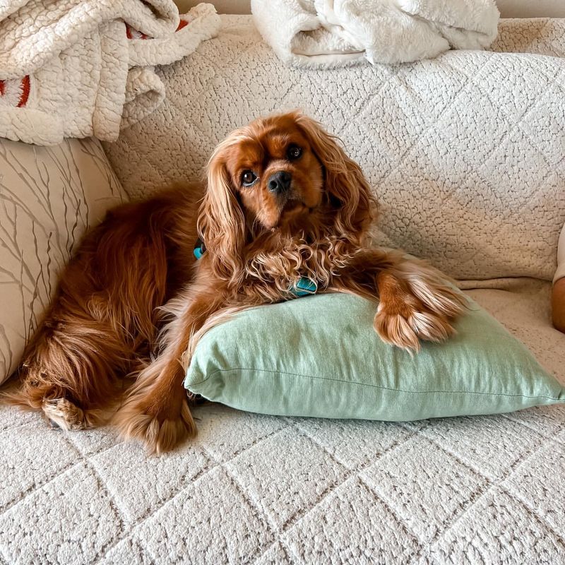 16 Lovable Dog Breeds That Will Turn Your Bed into Their Personal Throne