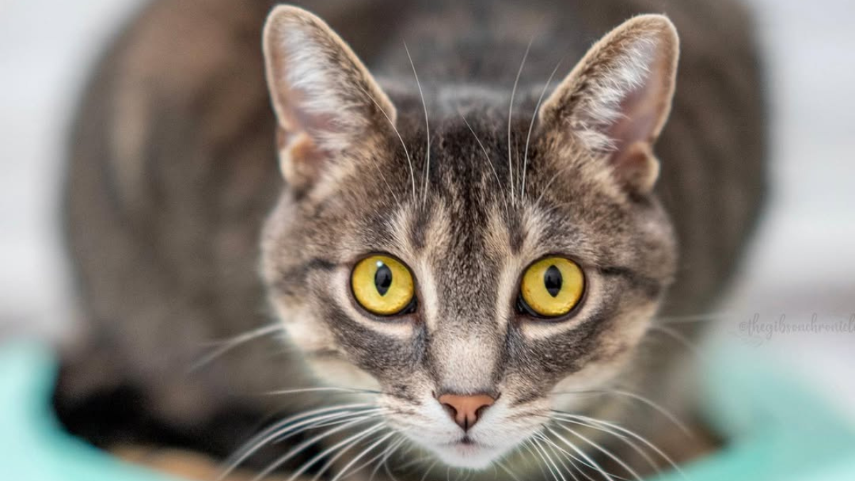 17 Mind-Blowing Facts About How Cats Think