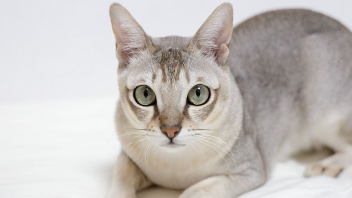 17 Rare and Unusual Cat Breeds You Probably Haven’t Heard Of