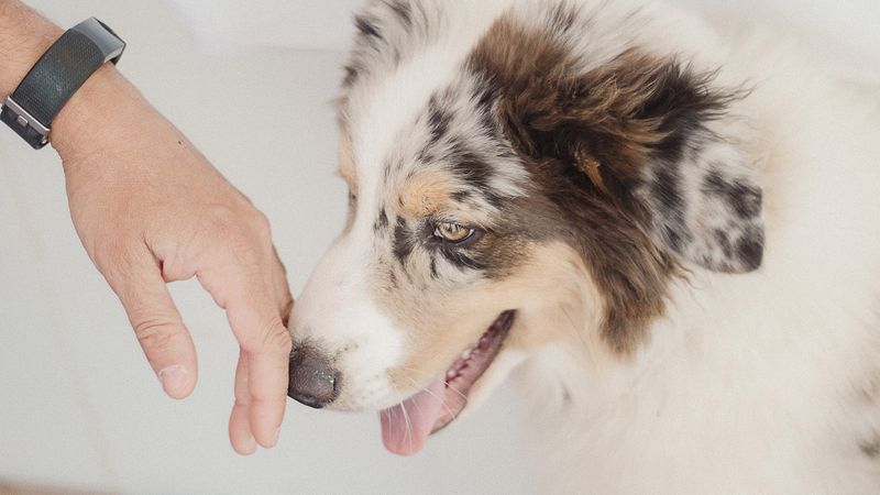 18 Endearing Ways Your Dog Says 'I Love You' Without Words