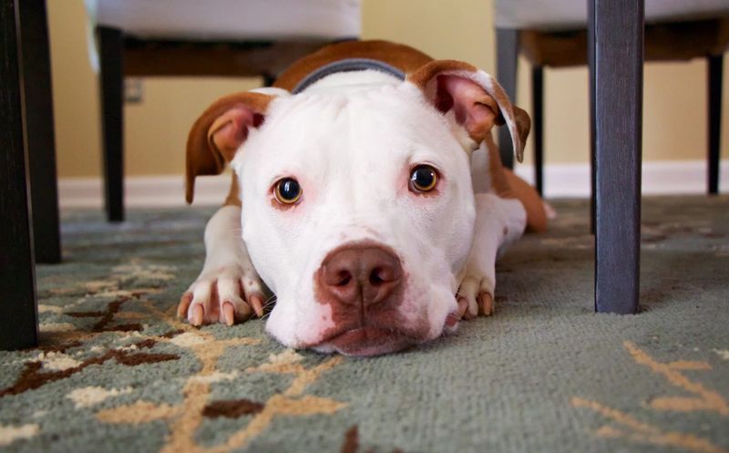 18 Endearing Ways Your Dog Says 'I Love You' Without Words