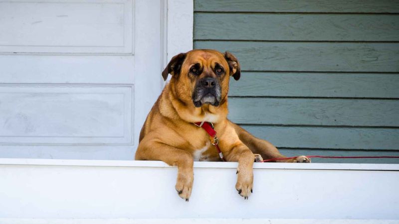 18 Endearing Ways Your Dog Says 'I Love You' Without Words