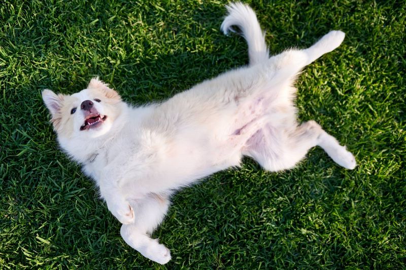 18 Endearing Ways Your Dog Says 'I Love You' Without Words