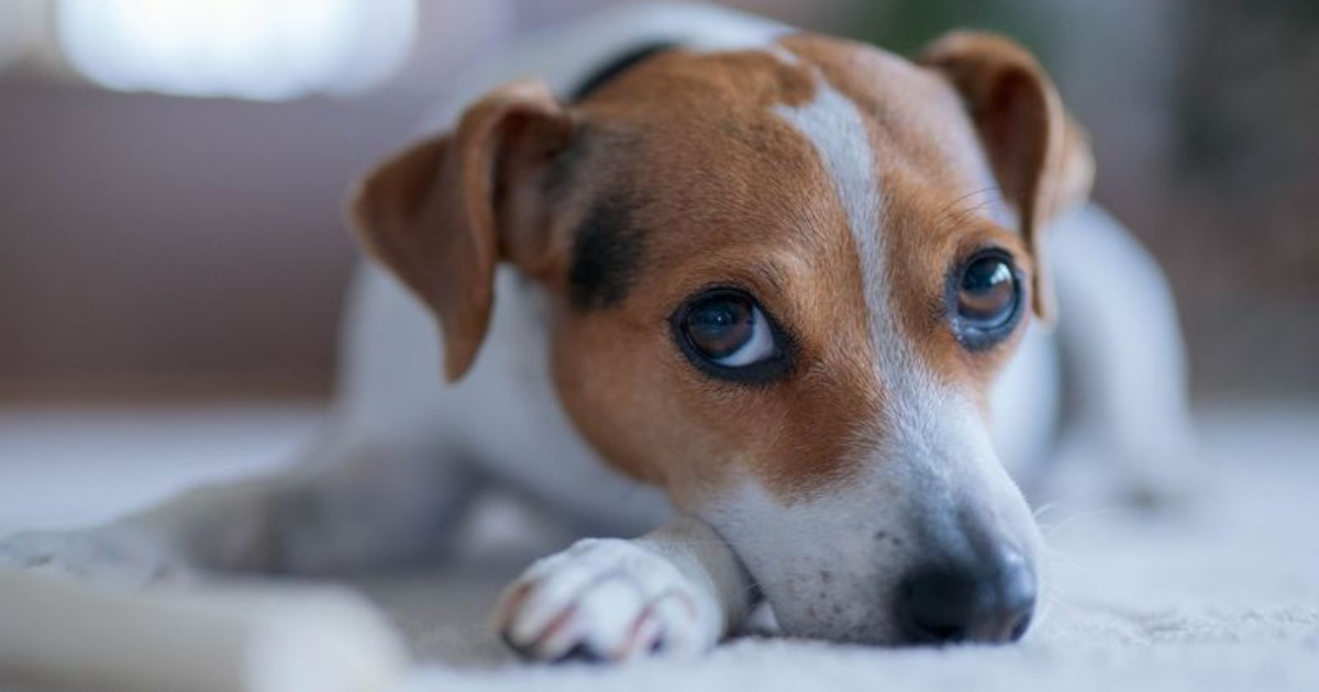 18 Endearing Ways Your Dog Says 'I Love You' Without Words