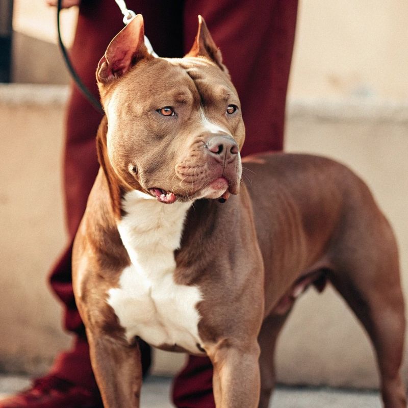 19 Dog Breeds That Have Been Banned in The Last 20 Years