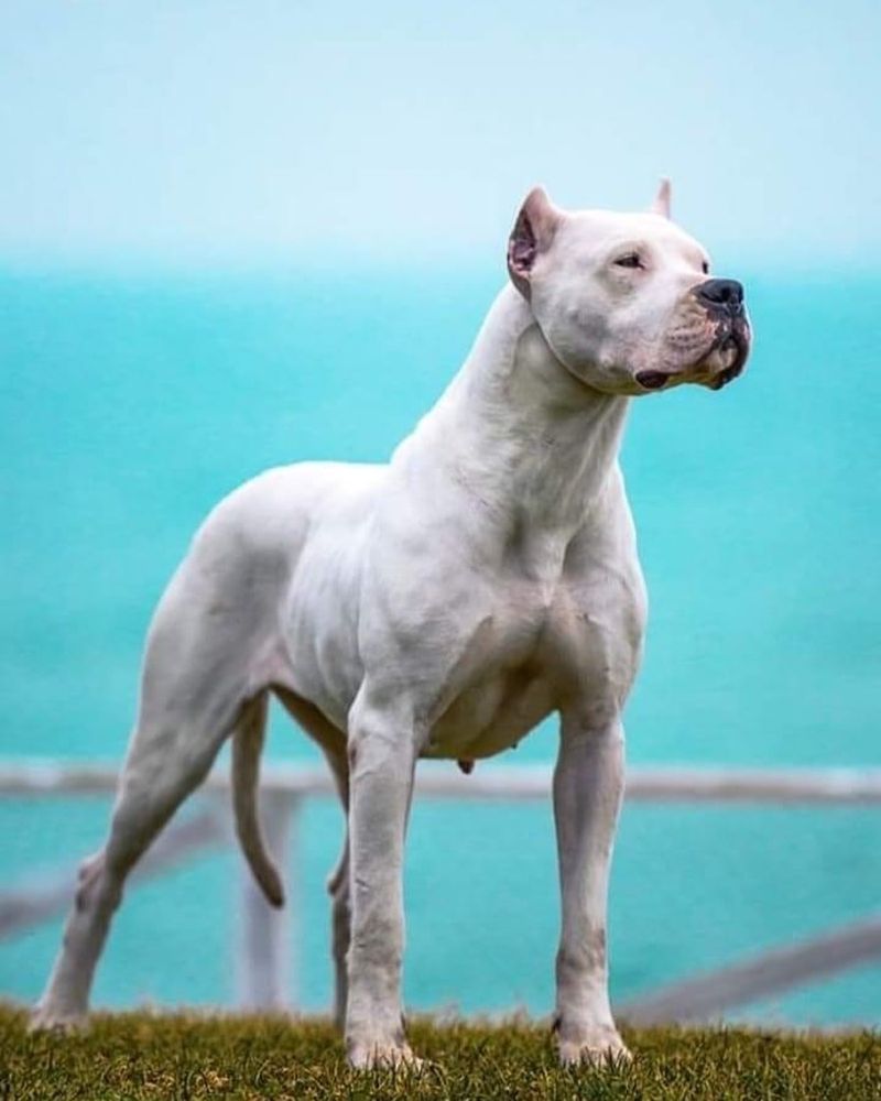 19 Dog Breeds That Have Been Banned in The Last 20 Years