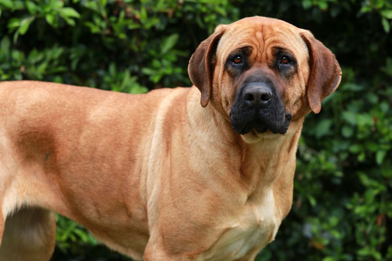 19 Dog Breeds That Have Been Banned in The Last 20 Years