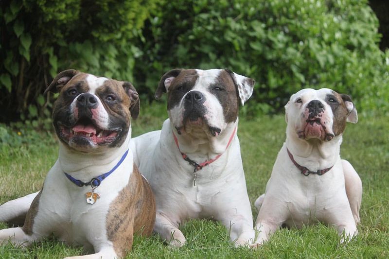 19 Dog Breeds That Have Been Banned in The Last 20 Years