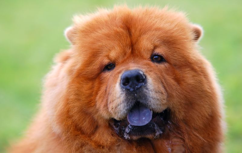 19 Dog Breeds That Have Been Banned in The Last 20 Years