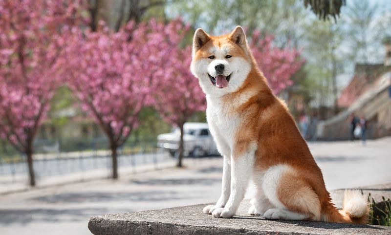 19 Dog Breeds That Have Been Banned in The Last 20 Years