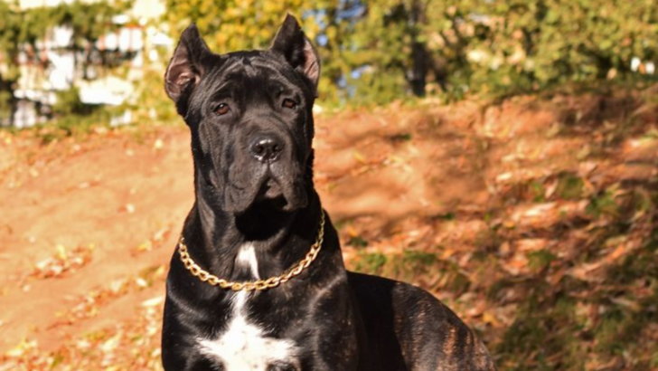 19 Dog Breeds That Have Been Banned in The Last 20 Years