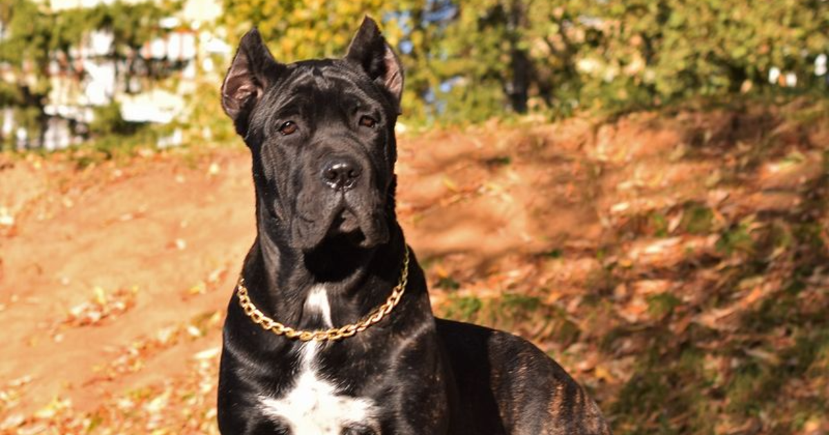 19 Dog Breeds That Have Been Banned in The Last 20 Years