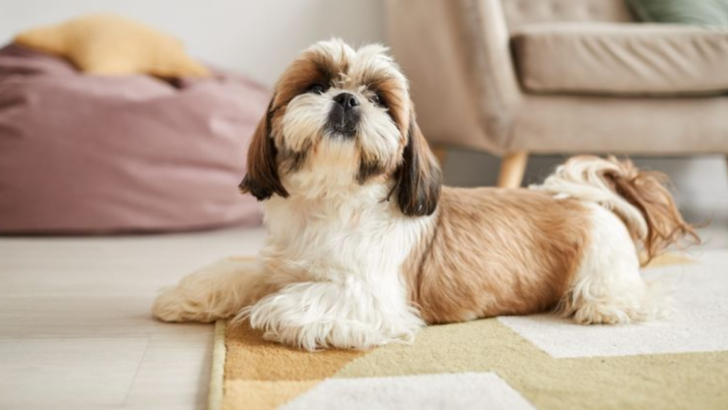 19 Low-Maintenance Dog Breeds Perfect for First-Time Pet Parents