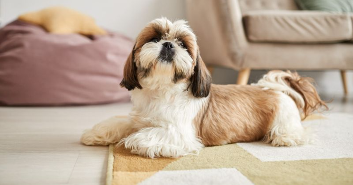 19 Low-Maintenance Dog Breeds Perfect for First-Time Pet Parents