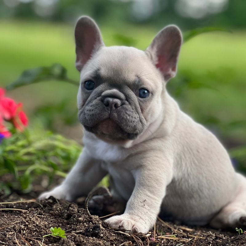 2. French Bulldog