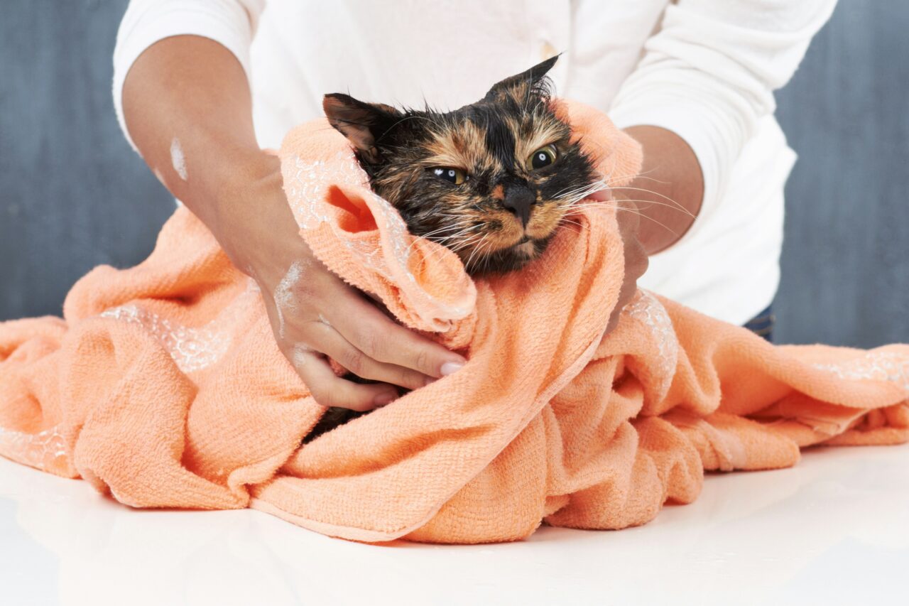 5 Smart Ways to Manage Cat Allergies and Breathe Easier