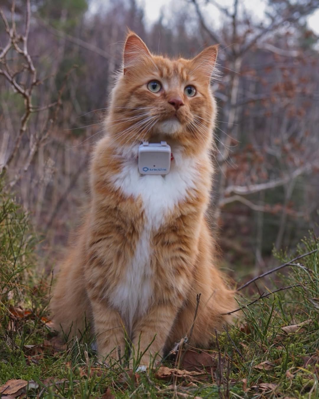 5 Ways Smart Gadgets Are Making Life Better for Cats (and Their Humans)