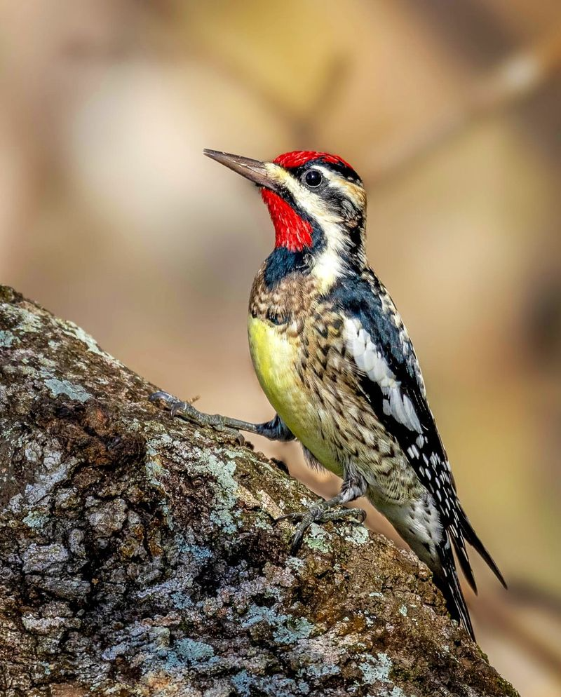 Meet the 10 Most Beautiful Yellow and Black Birds in Nature