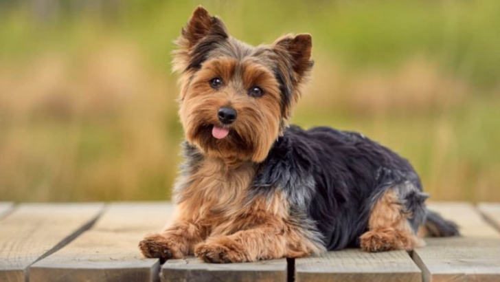 Top 20 Dog Breeds That Make Ideal Senior Companions