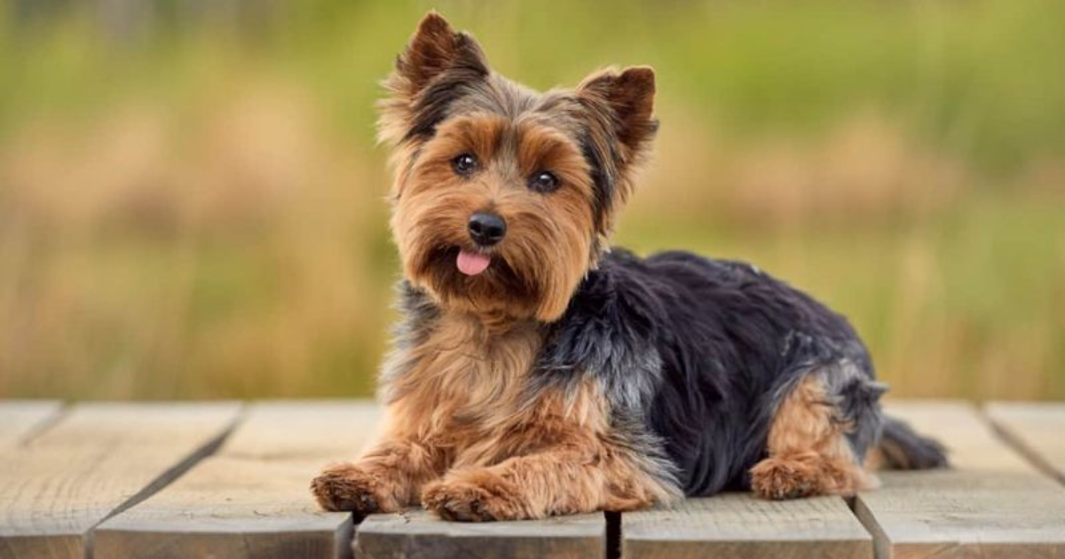 20 Dog Breeds That Make the Ideal Companions for Senior Citizens