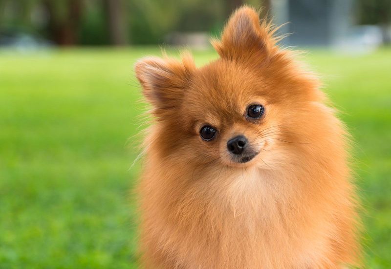 20 Dog Breeds That Make the Ideal Companions for Senior Citizens