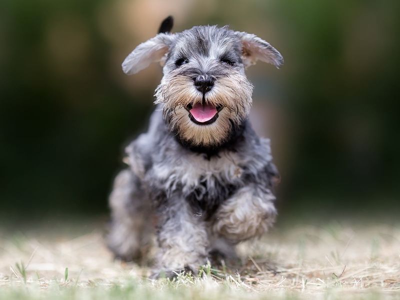 20 Dog Breeds That Make the Ideal Companions for Senior Citizens