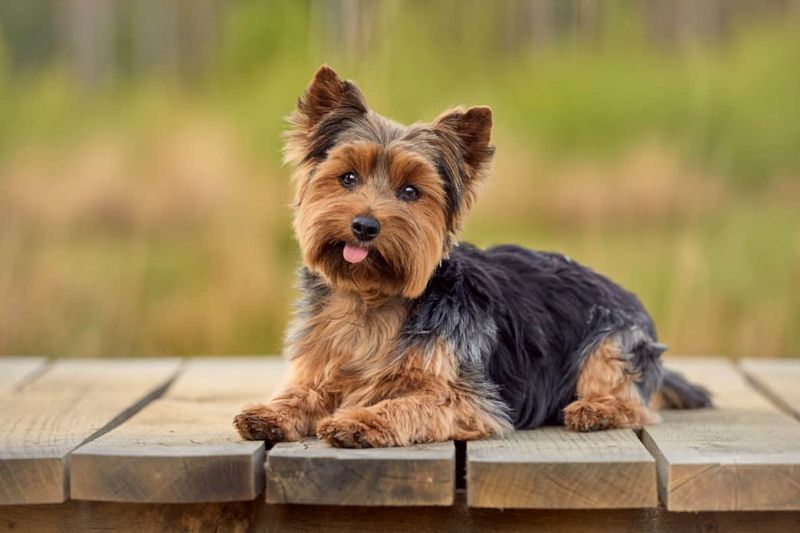 20 Dog Breeds That Make the Ideal Companions for Senior Citizens