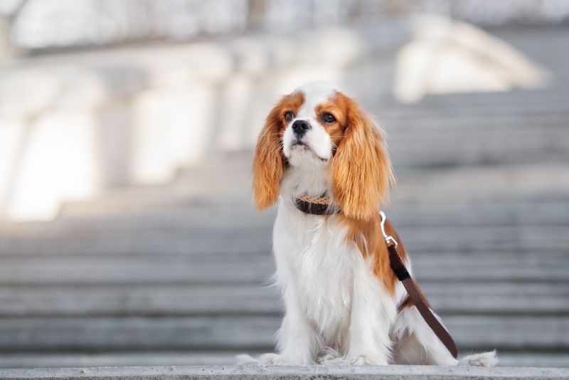 20 Dog Breeds That Make the Ideal Companions for Senior Citizens