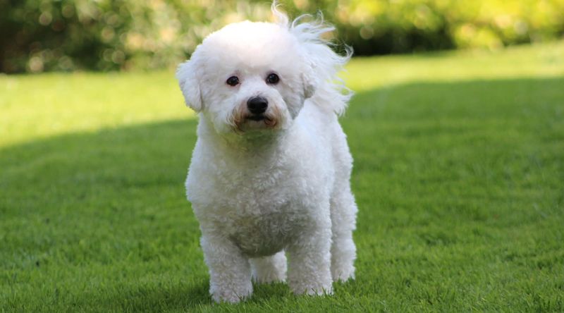 20 Dog Breeds That Make the Ideal Companions for Senior Citizens