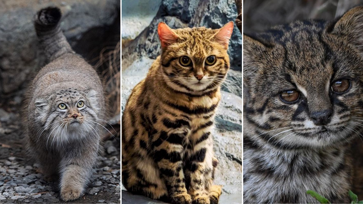 21 Fascinating Wild Cats You’ve Probably Never Heard Of