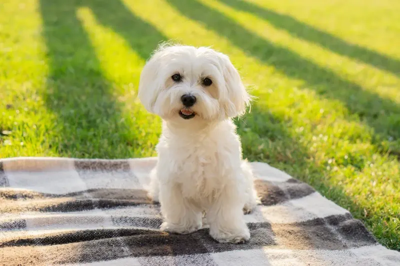 21 Low-Maintenance Dog Breeds Perfect for First-Time Pet Parents