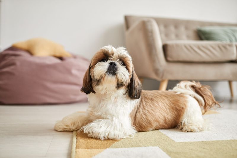 21 Low-Maintenance Dog Breeds Perfect for First-Time Pet Parents