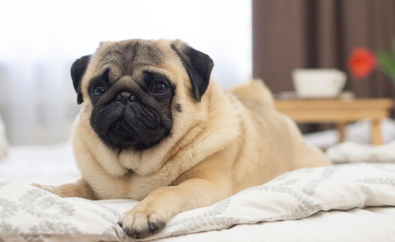 21 Low-Maintenance Dog Breeds Perfect for First-Time Pet Parents