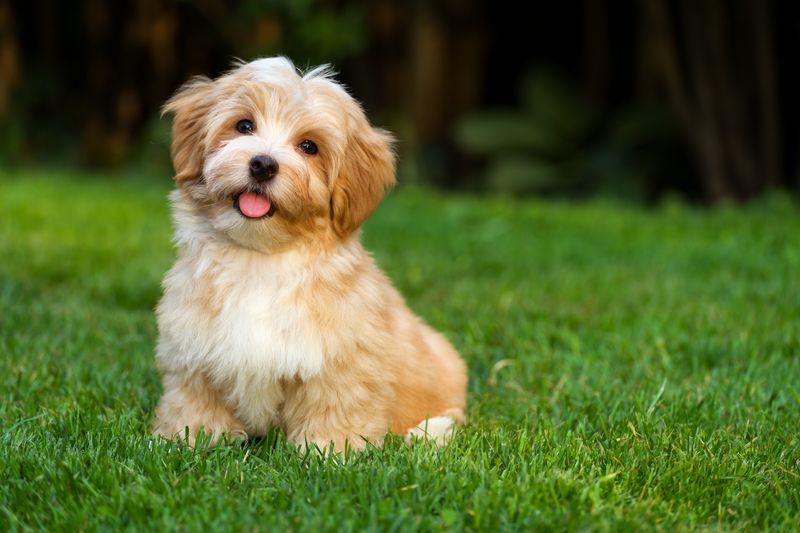 21 Low-Maintenance Dog Breeds Perfect for First-Time Pet Parents