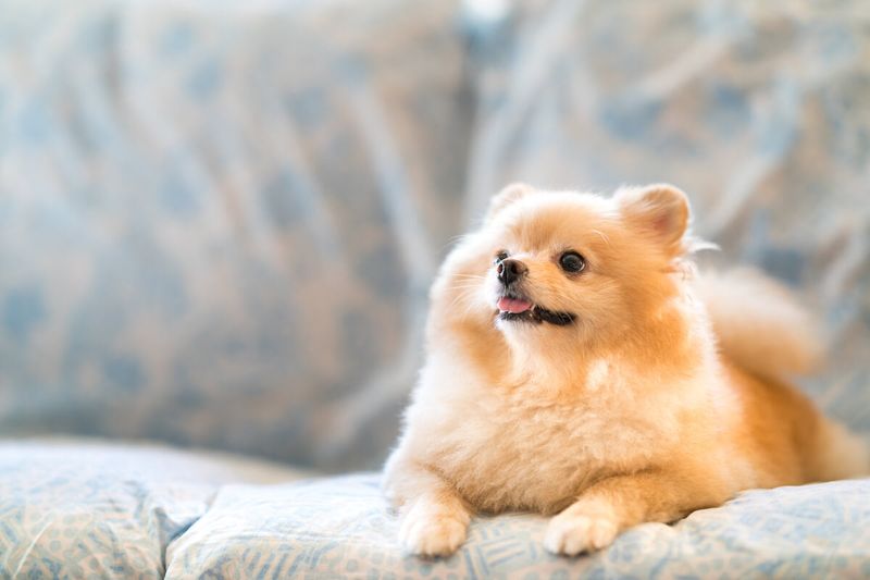 21 Low-Maintenance Dog Breeds Perfect for First-Time Pet Parents