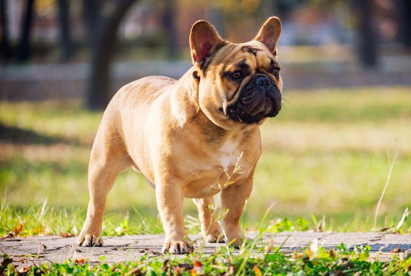 21 Low-Maintenance Dog Breeds Perfect for First-Time Pet Parents