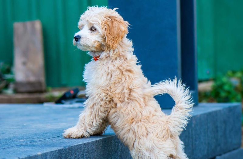 21 Most Popular Doodle Dog Mixes That Will Absolutely Melt Your Heart