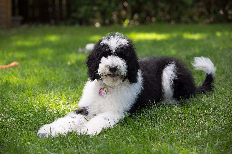 21 Most Popular Doodle Dog Mixes That Will Absolutely Melt Your Heart