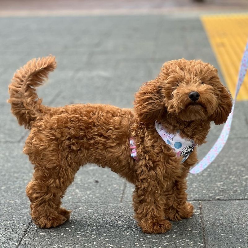 21 Most Popular Doodle Dog Mixes That Will Absolutely Melt Your Heart