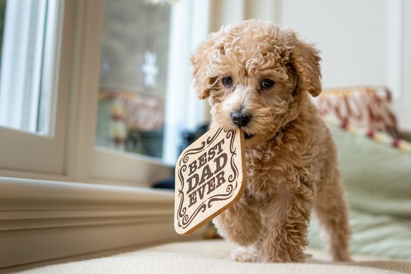 21 Most Popular Doodle Dog Mixes That Will Absolutely Melt Your Heart