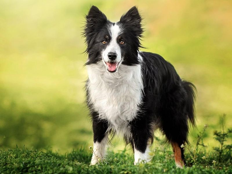 22 Dog Breeds with Human-Like Traits You Have to See to Believe