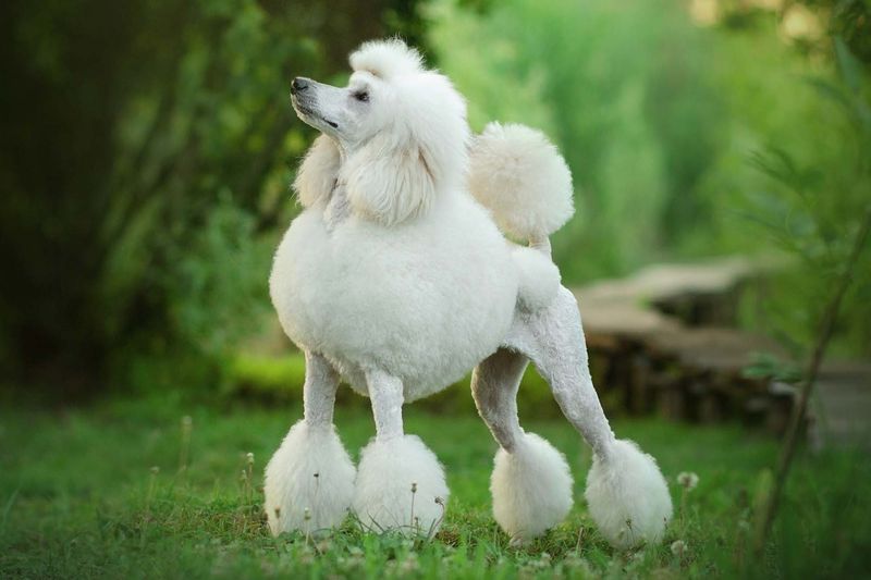 22 Dog Breeds with Human-Like Traits You Have to See to Believe